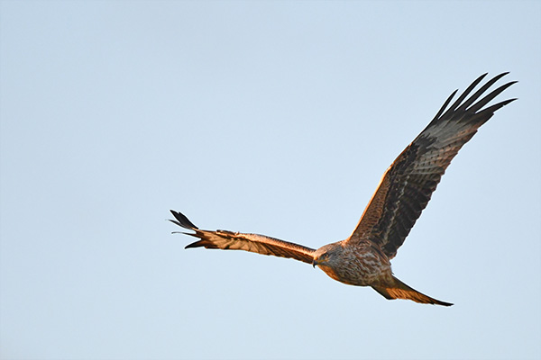 Red Kite 3