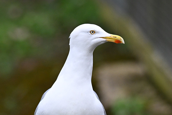 Seagull Impressive Resolution