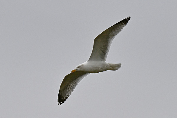 Seagull in Flight