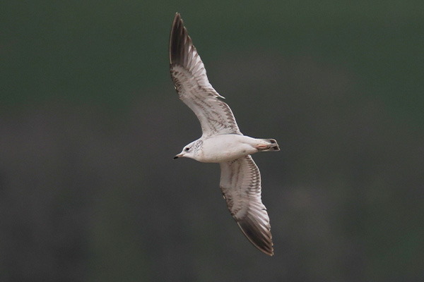 Bird in flight