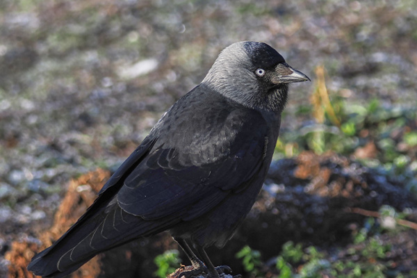 Black Bird Tele-Macro Example