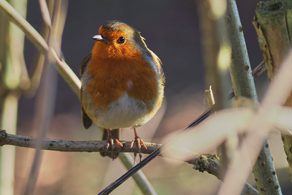 Robin Tele-Macro Example