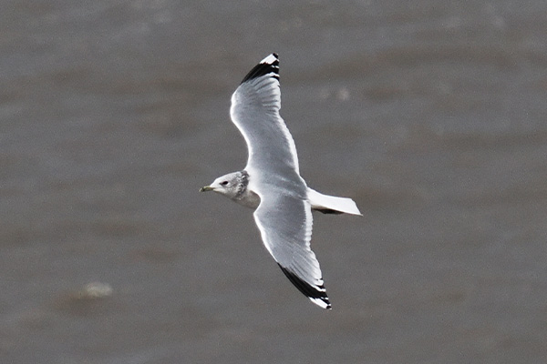 Seagull in flight 2