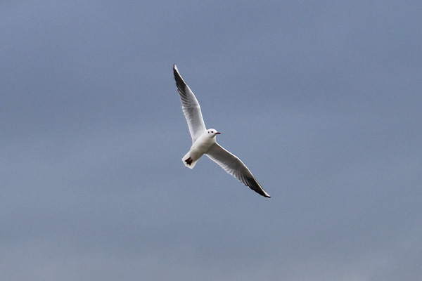 Seagull in flight