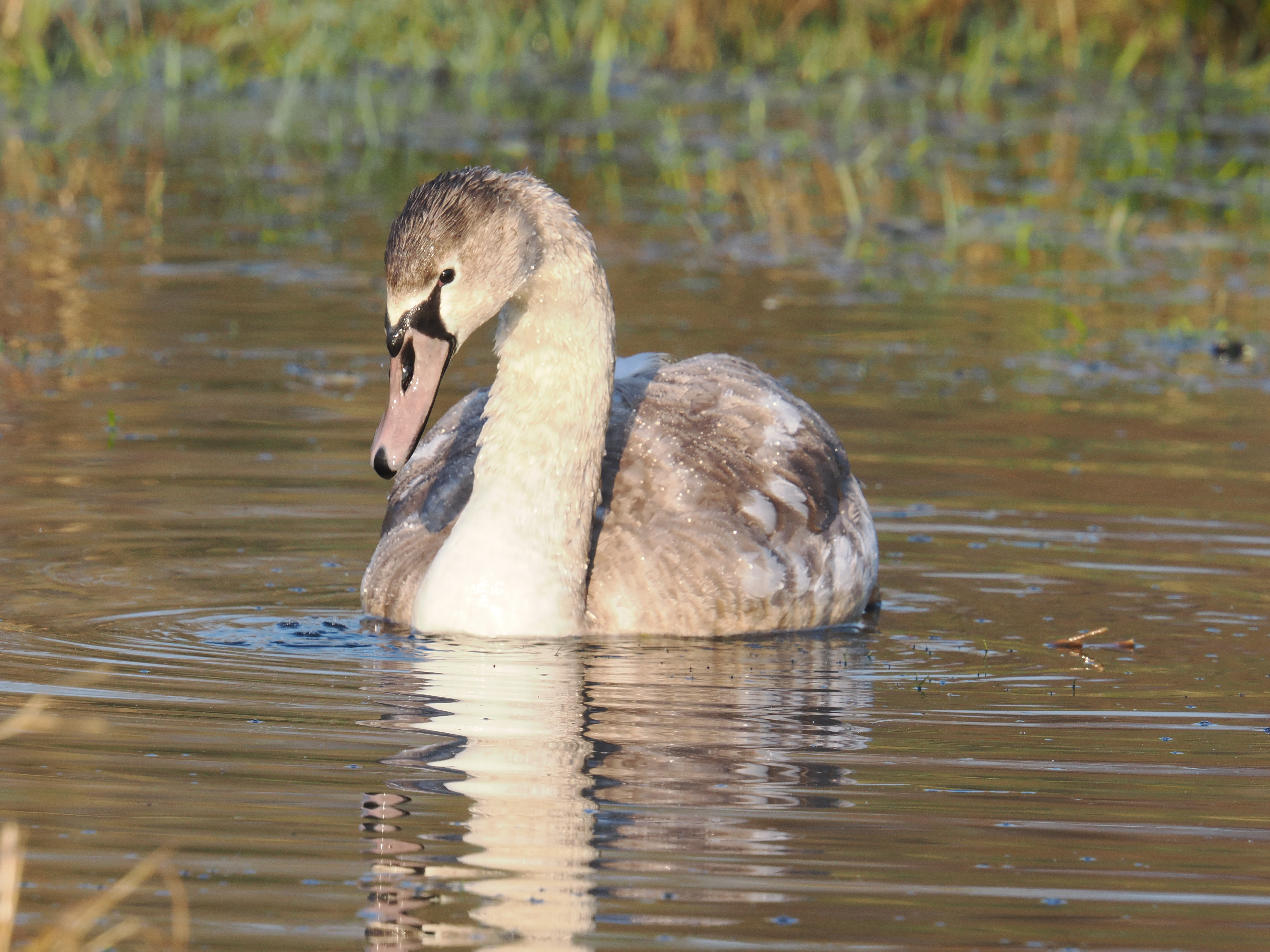 Image take with OM-1 Mark II and 150-600mm lens