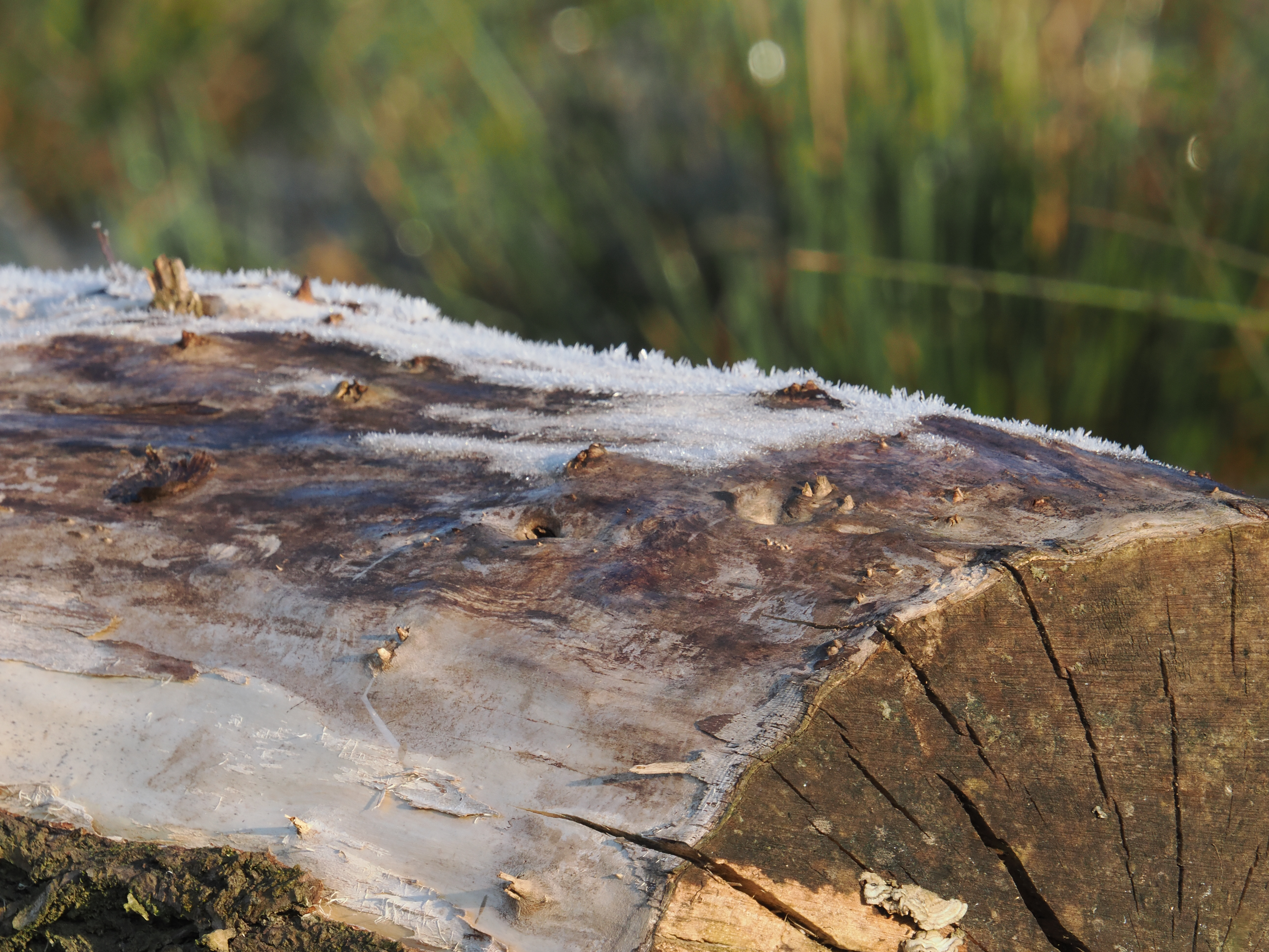 Image of frosty log taken on OM-1 Mark II with 150-600mm lens 