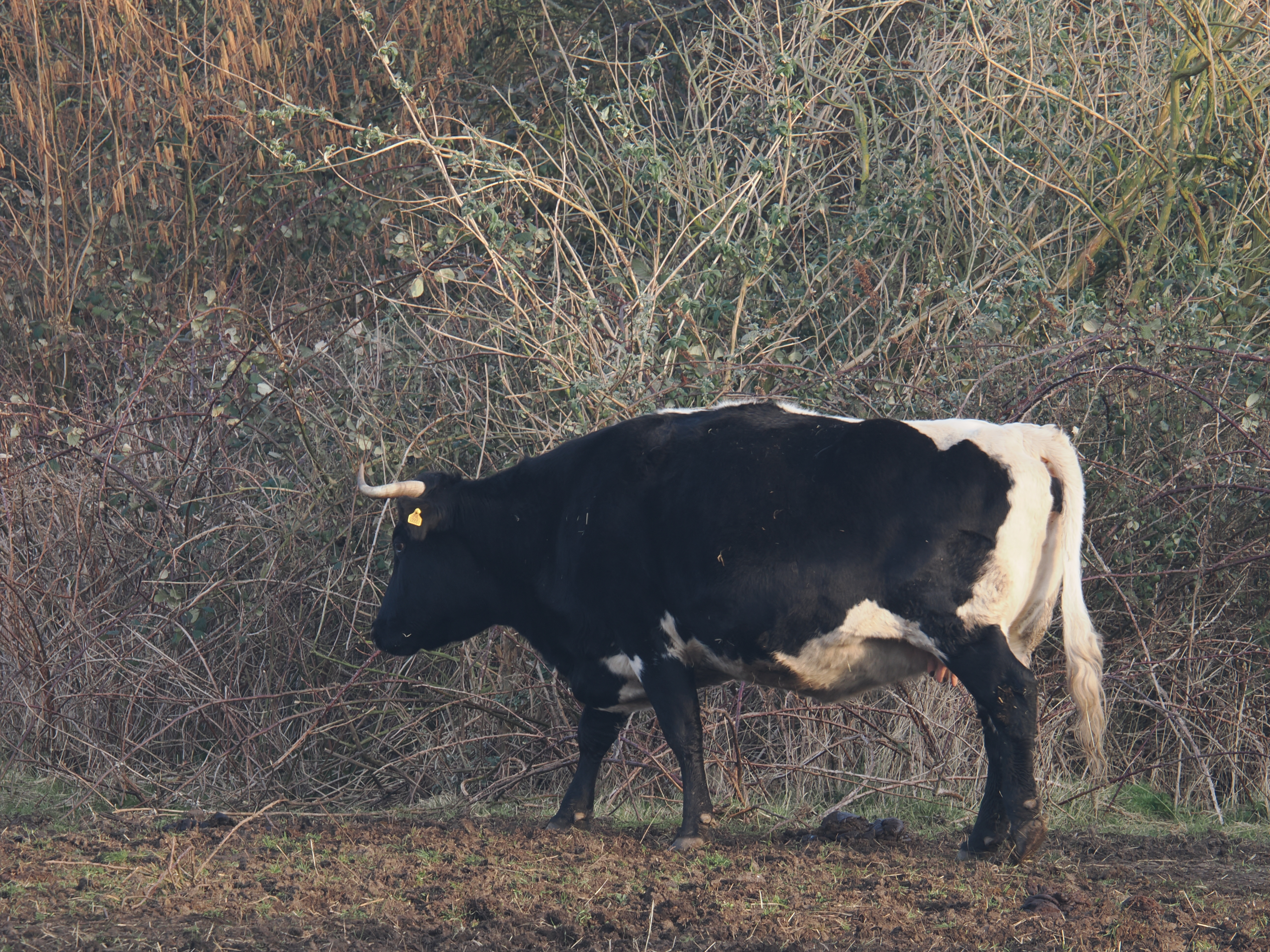Photo take with ON-1 Mark II with 150-600 lens