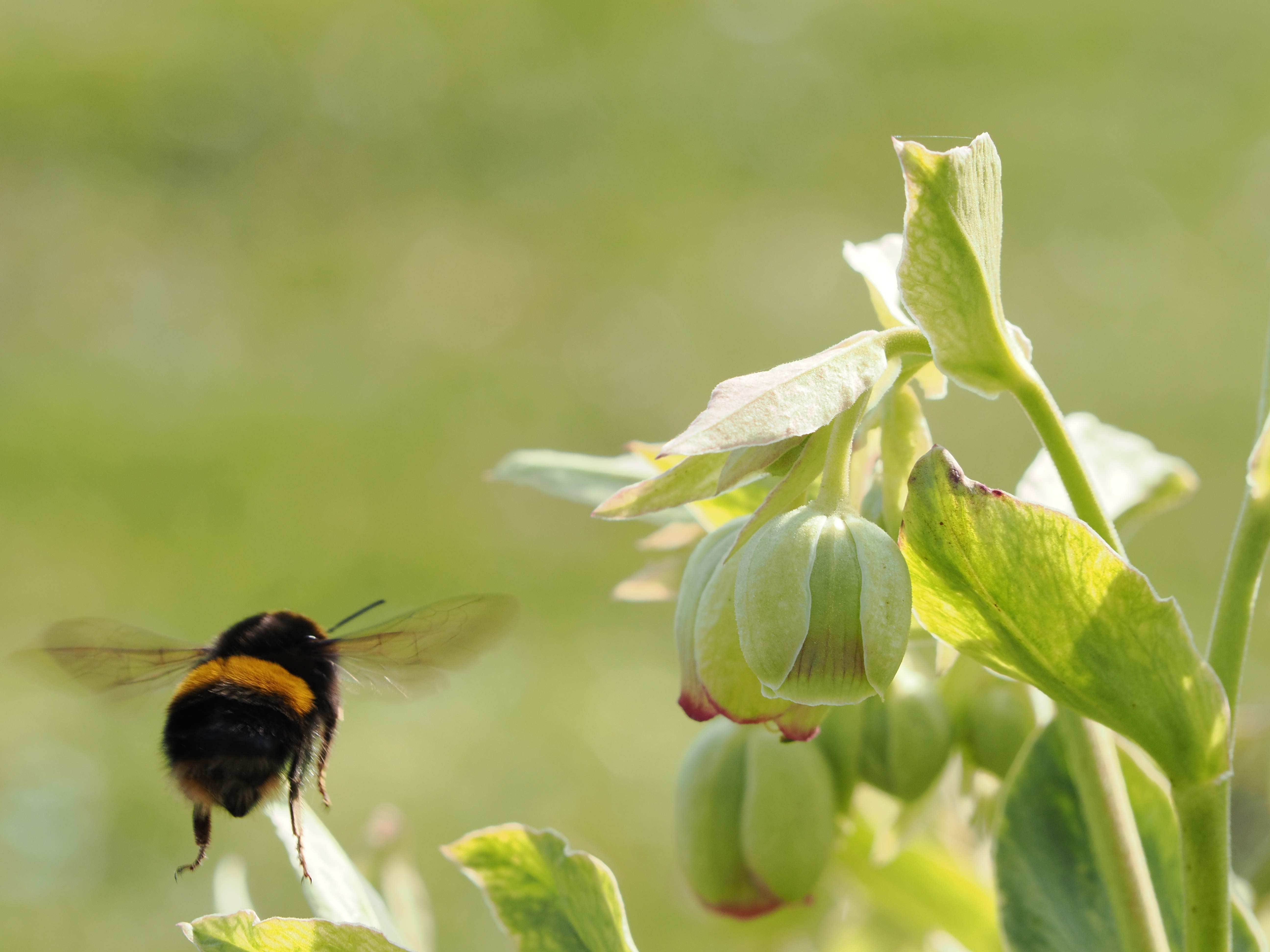 Image of Bee taken with OM-1 Mark II camera
