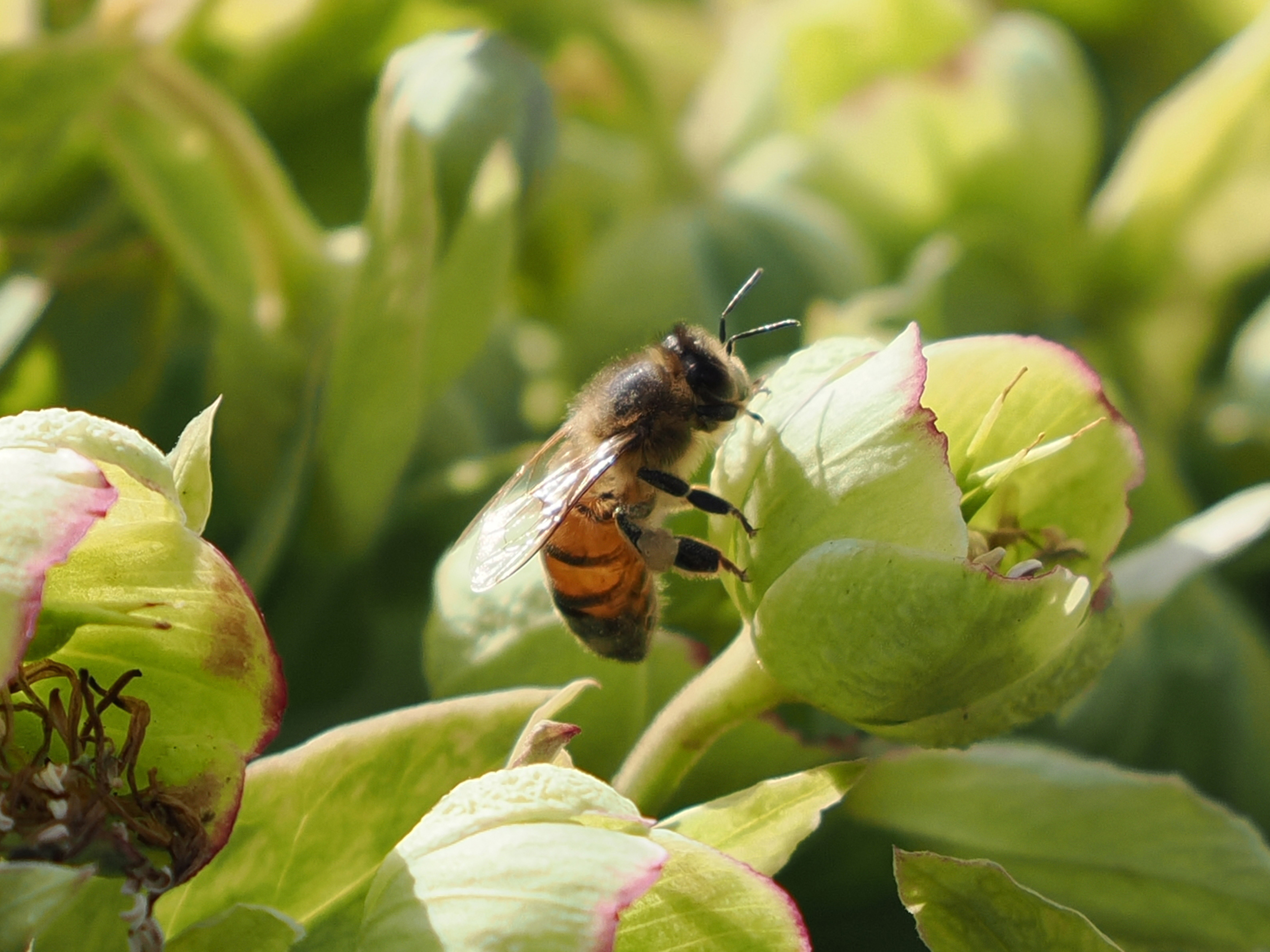 Close image of bee taken on OM-1 Mark II