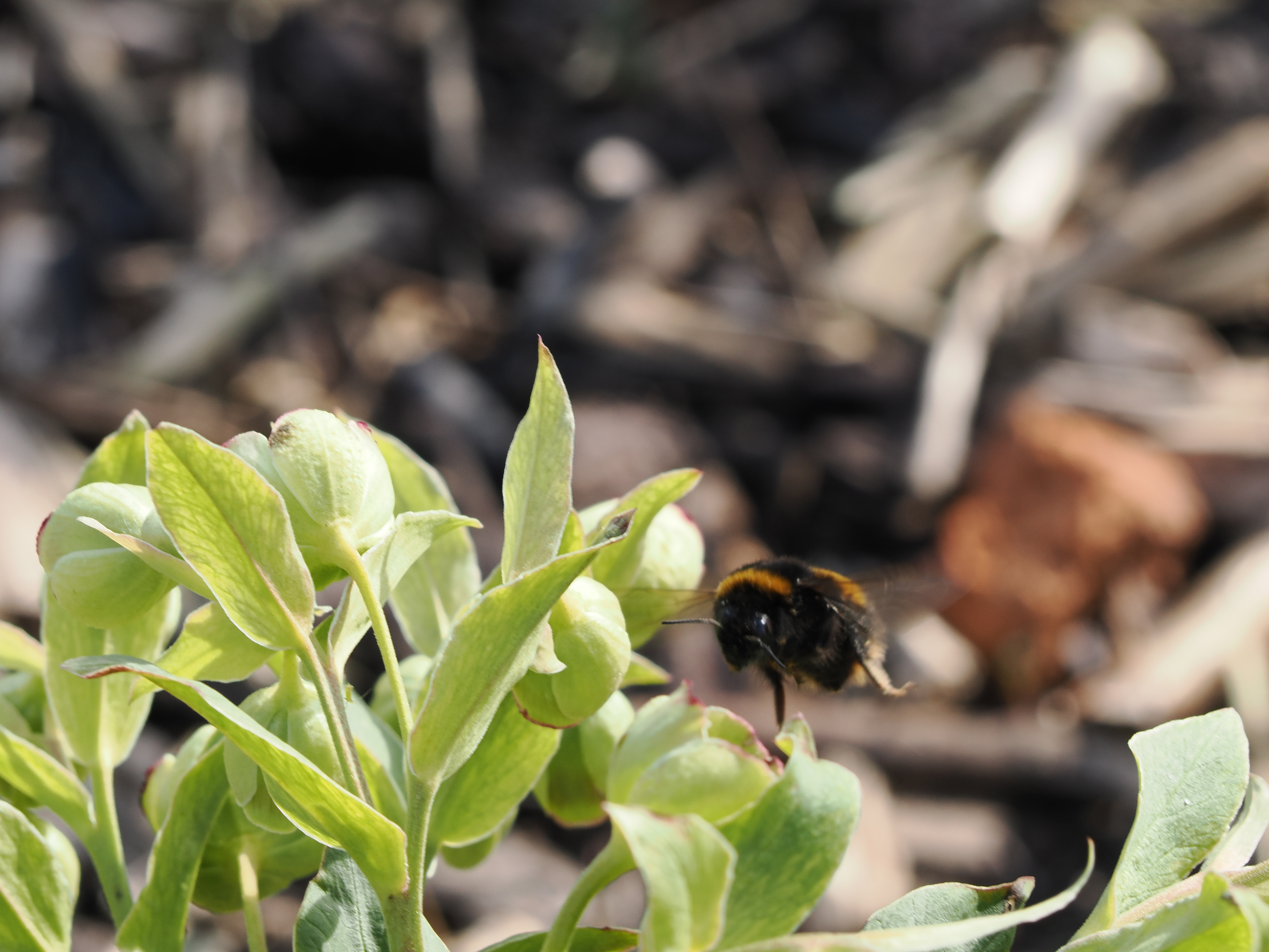 Photo of Bee taken with OM-1 Mark II 