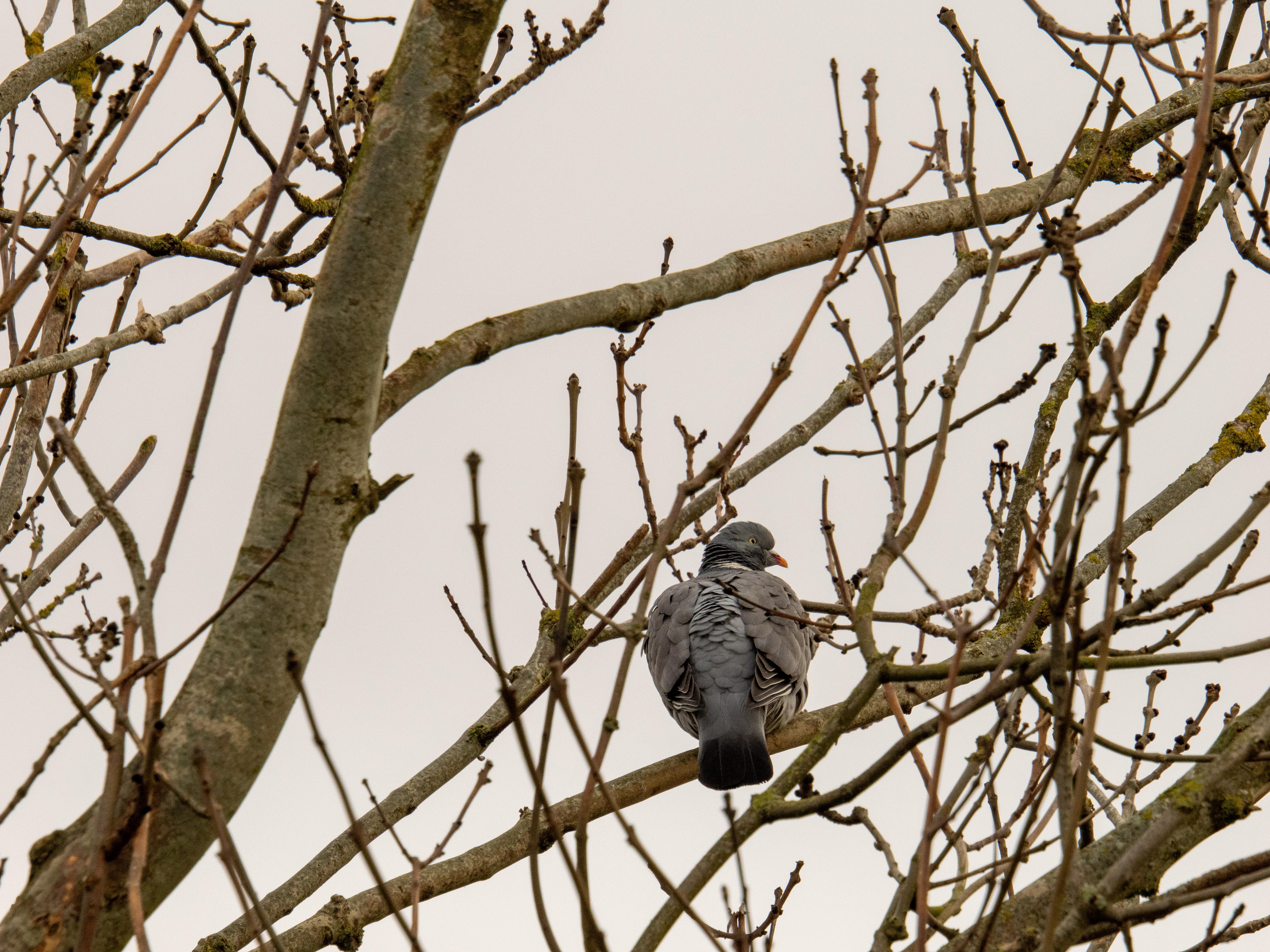 Iamge of Pigeon Taken With OM-1 Mark II and 150-600mm lens