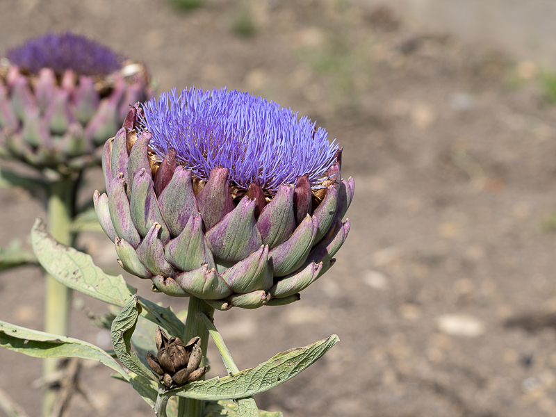 Flower image taken at Chartwell National trust