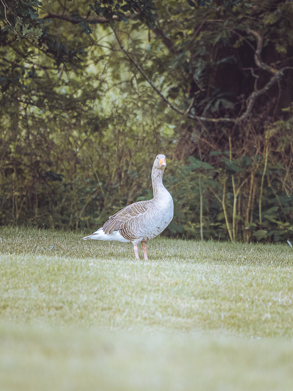 Taken on the Olympus ED 100-400mm IS M.Zuiko Lens at Chartwell National trust