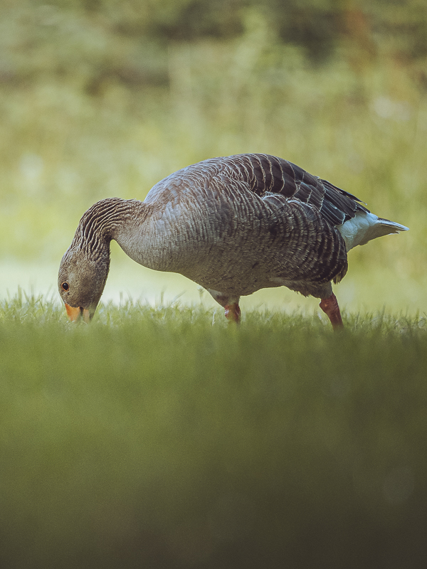 Image taken on the Olympus ED 100-400mm IS M.Zuiko Lens at Chartwell National Trust