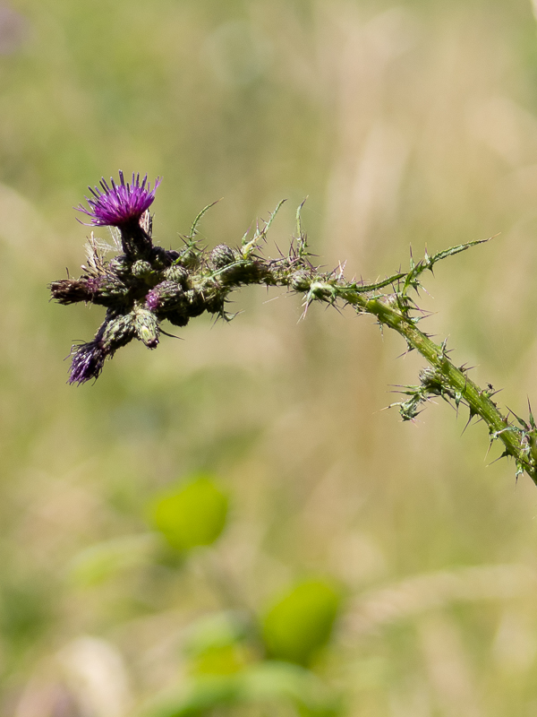 Close up image of fauna with the Olympus 100-400mm Lens