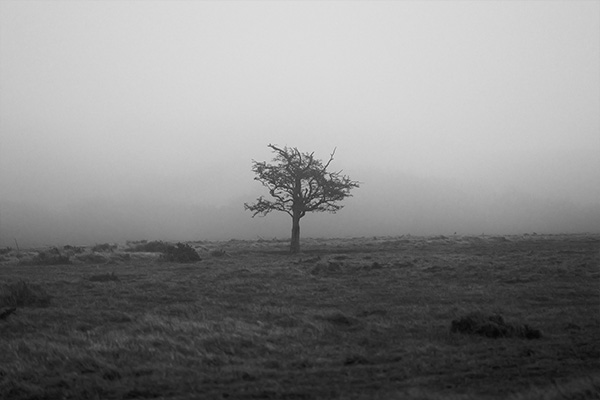 Black and white image of tree shrouded in mist