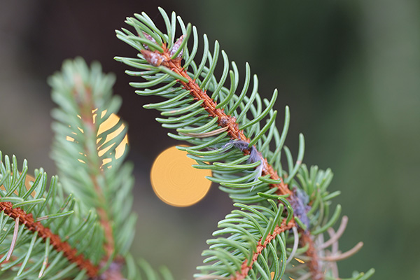 Fern with depth of field