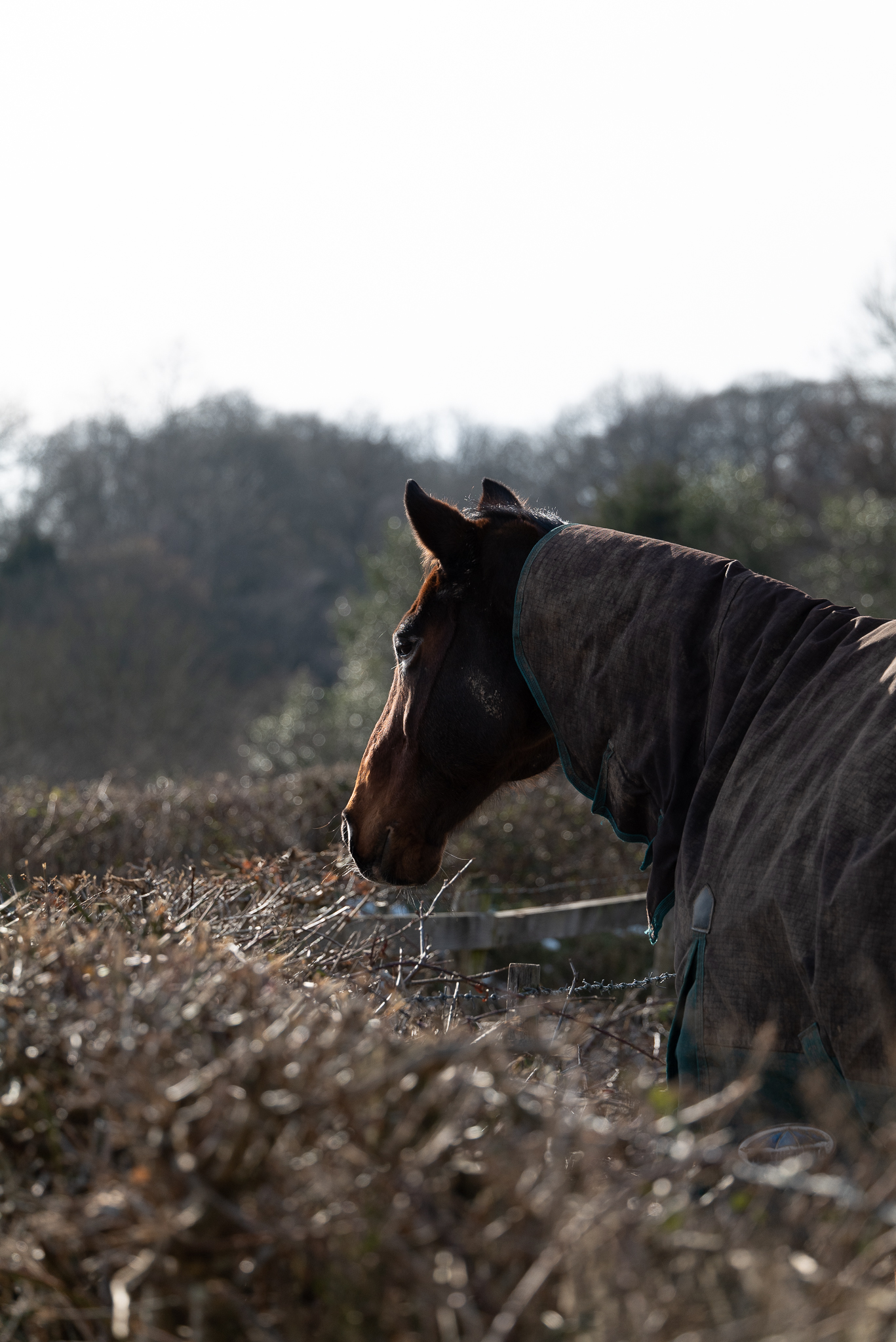 Panasonic LUMIX S 70-300mm Lens Sample Image