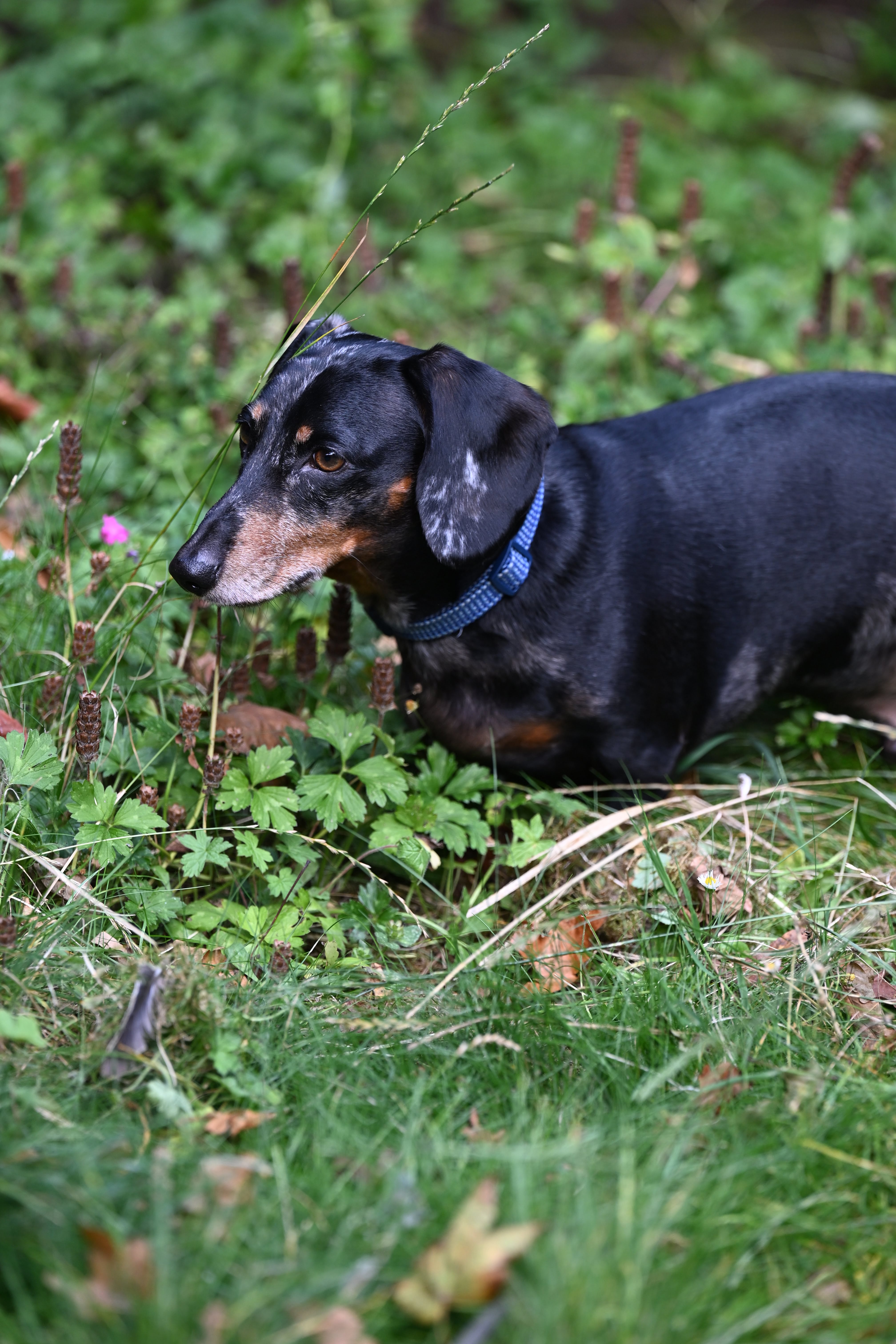Image of a Dachshund, taken on Nikon Z6 III