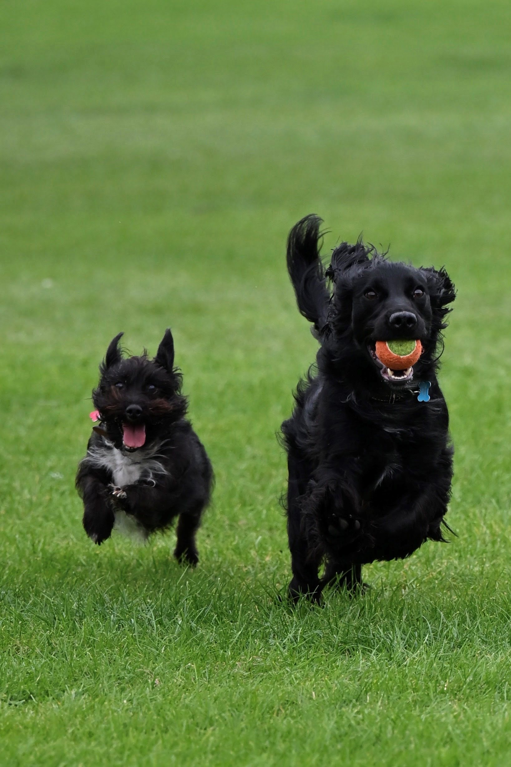 Zoomed in image of two dogs running, taken on Nikon Z6 III