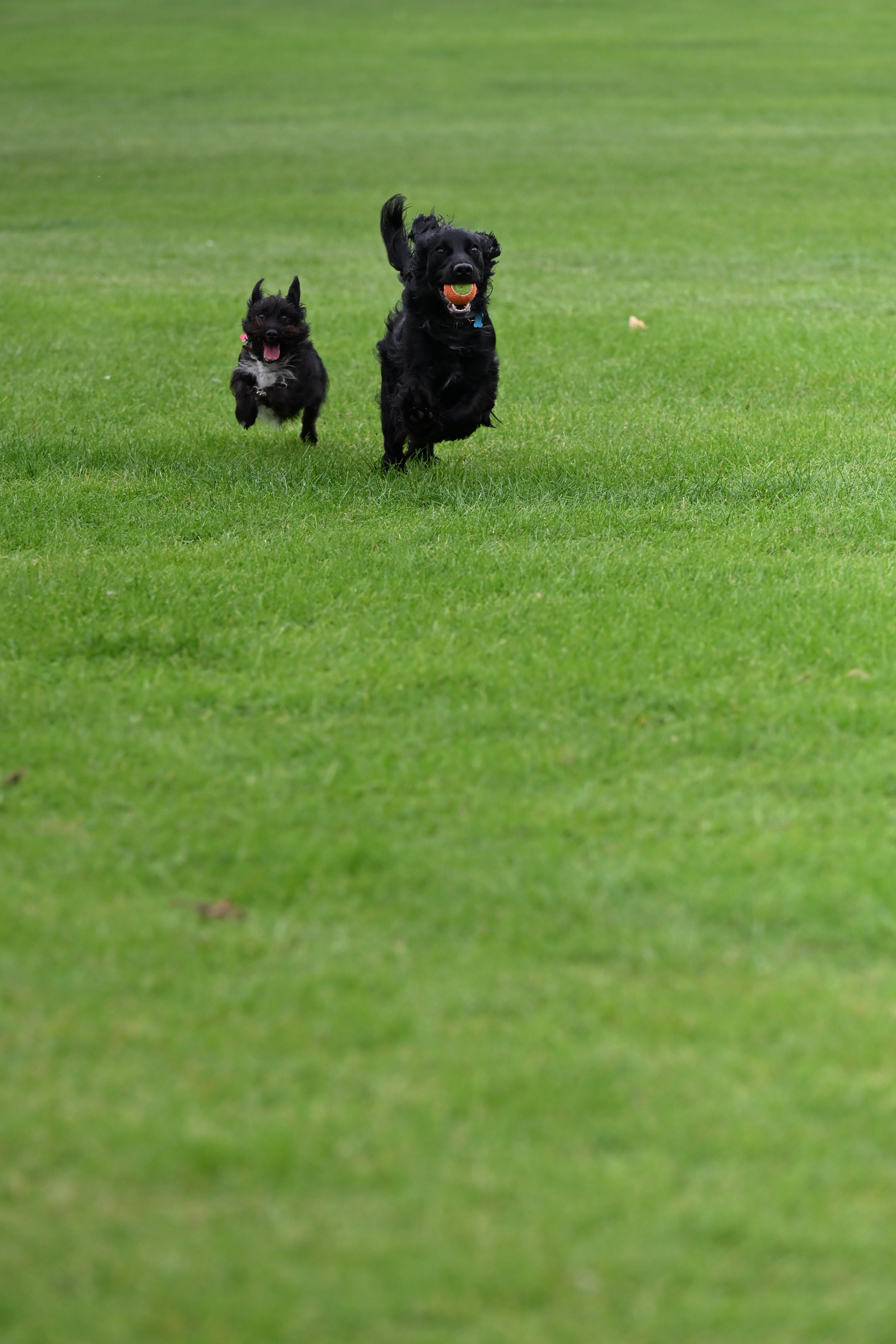 Photo of two dogs, taken on Nikon Z6 III