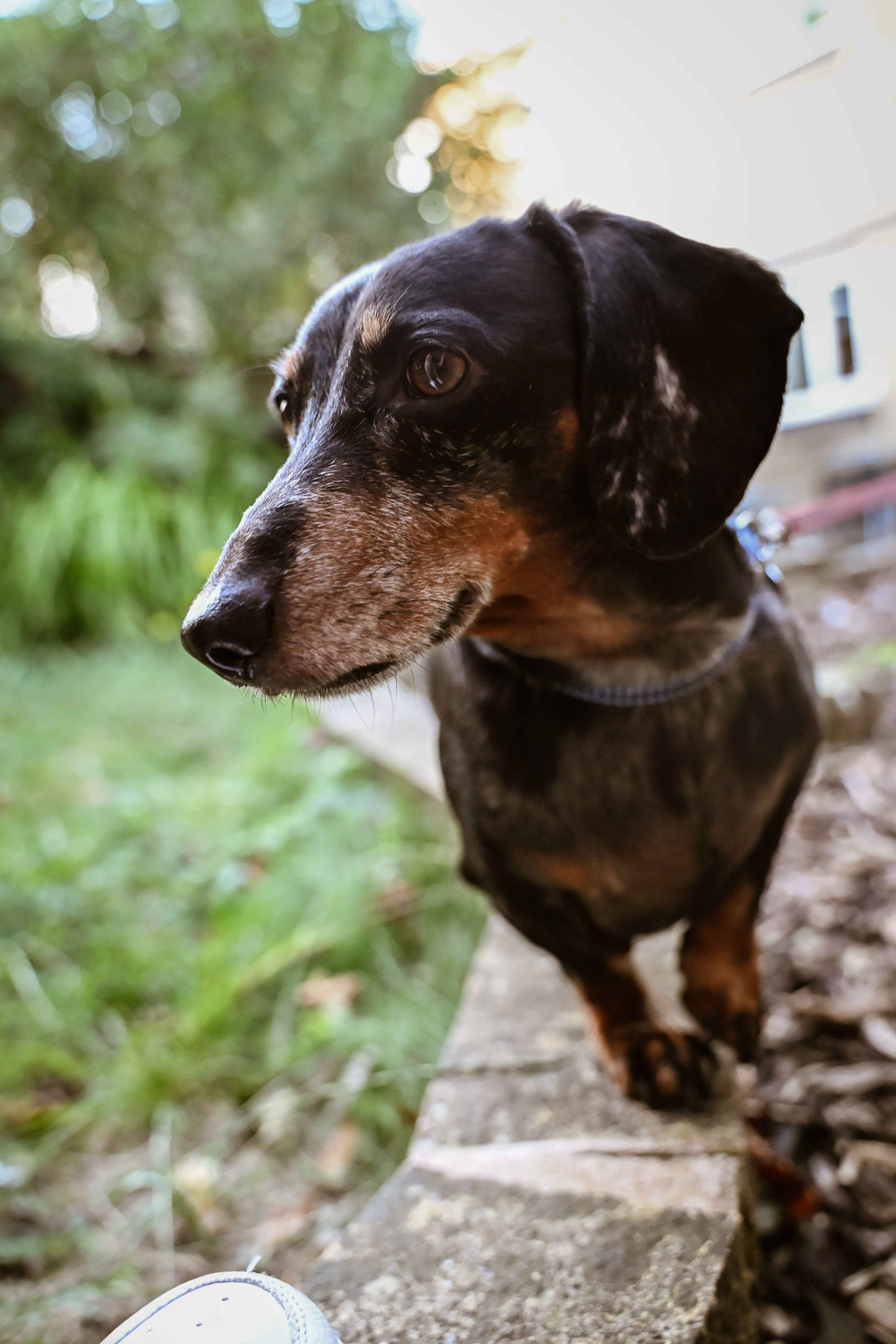 Photo of Dachshund take with Nikon Z6 III