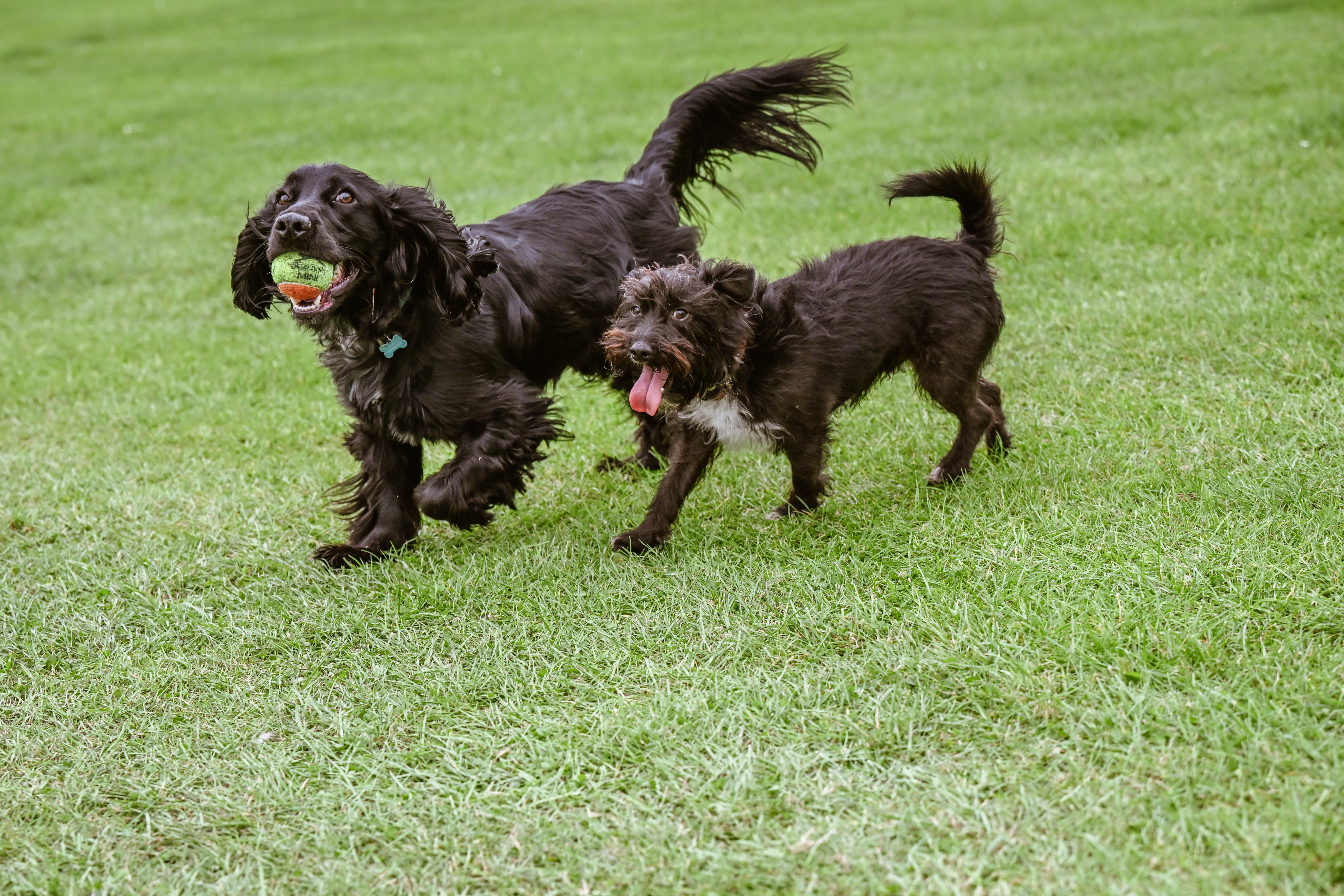 Image of two dogs taken with the Nikon Z6 III