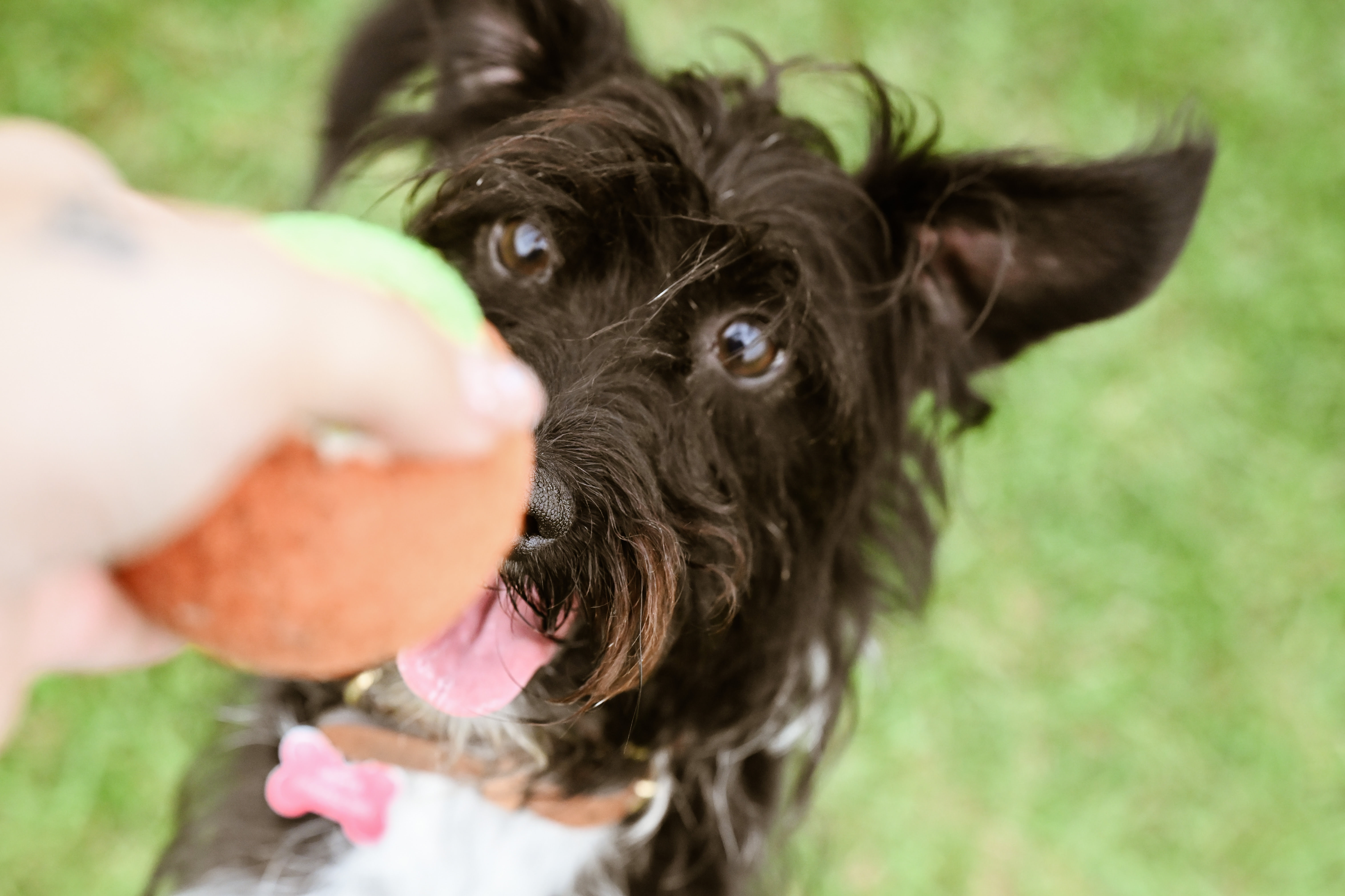 Image of half-dachshund half-terrier, taken with Nikon Z6 III