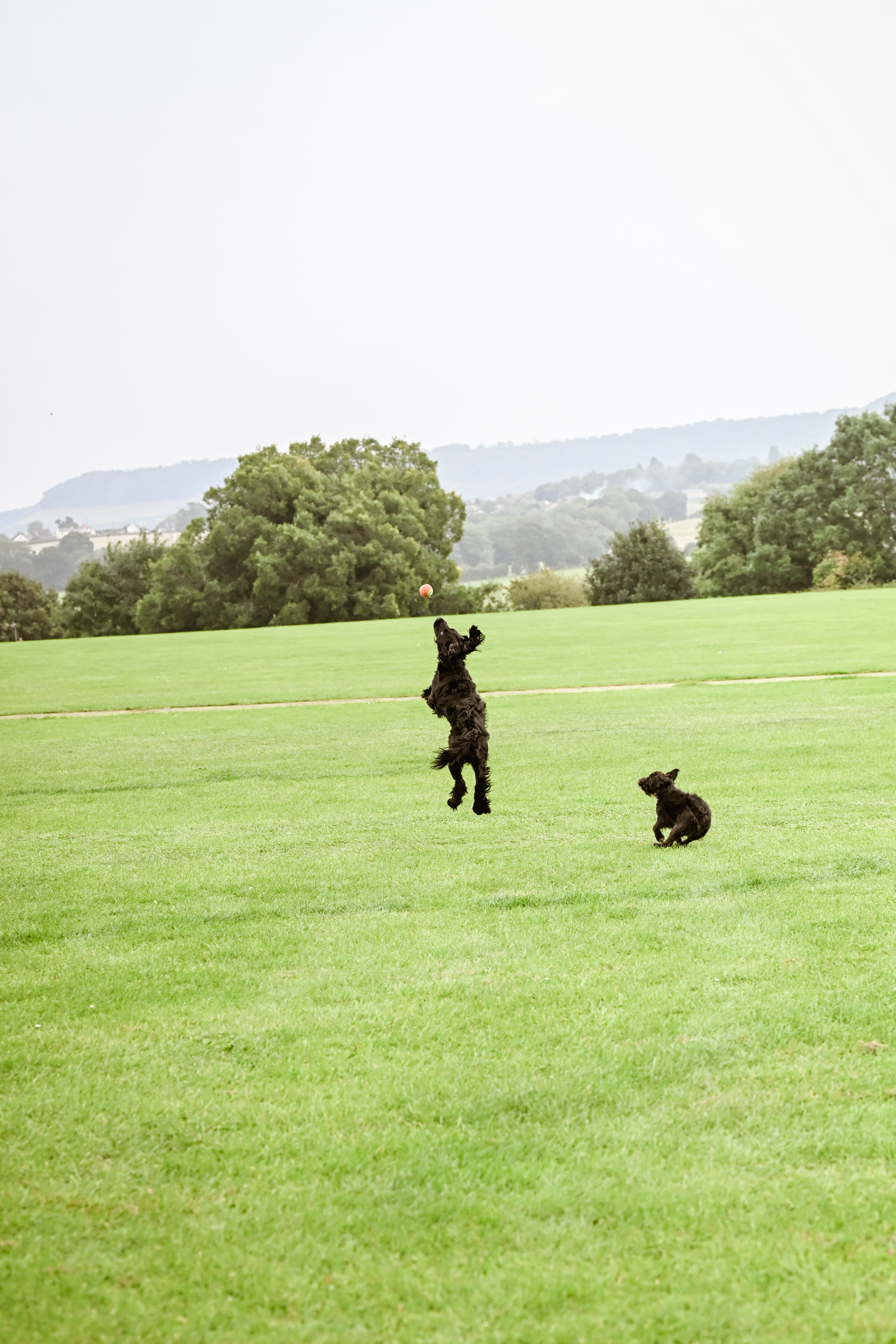 Image of cocker spaniel catching a ball, taken on Nikon Z6 III