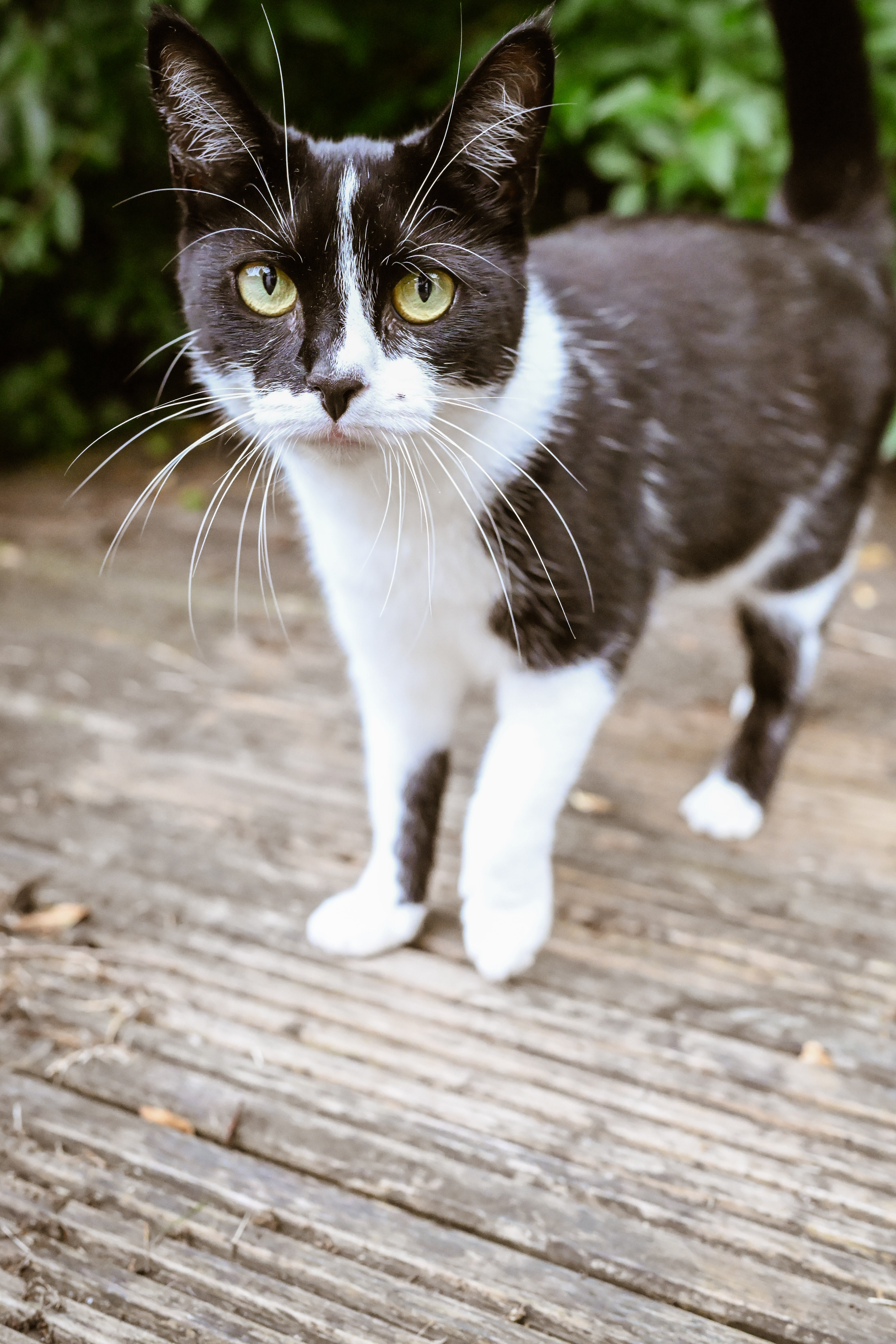 Image of black and white Tuxedo Cat, taken on Nikon Z6 III