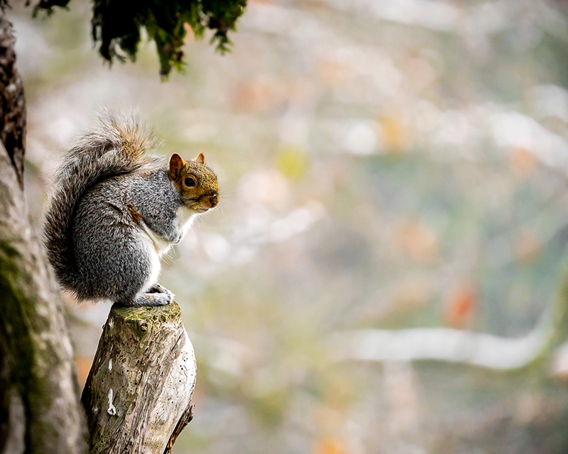 Squirrel taken on Sigma 100-400mm F5-6.3 DG DN OS Contemporary