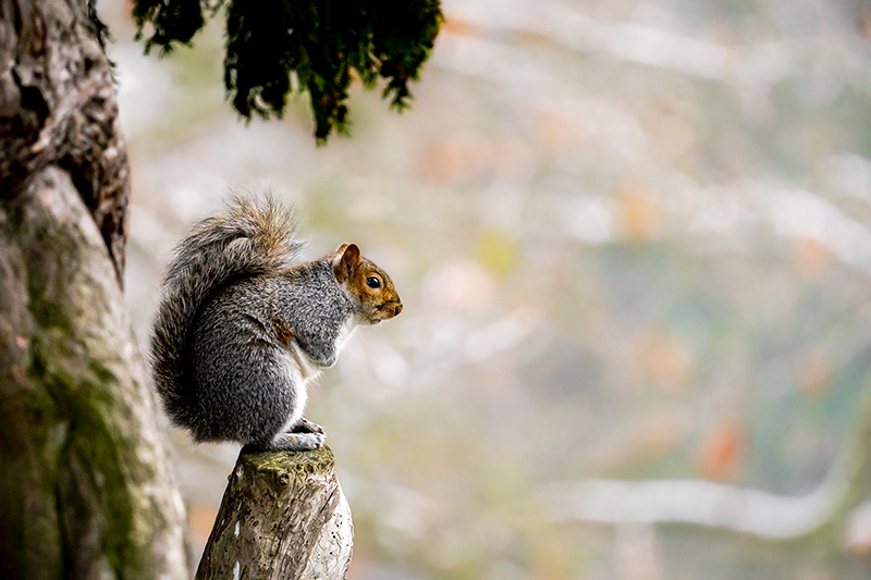 Squirrel taken on Sigma 100-400mm F5-6.3 DG DN OS Contemporary