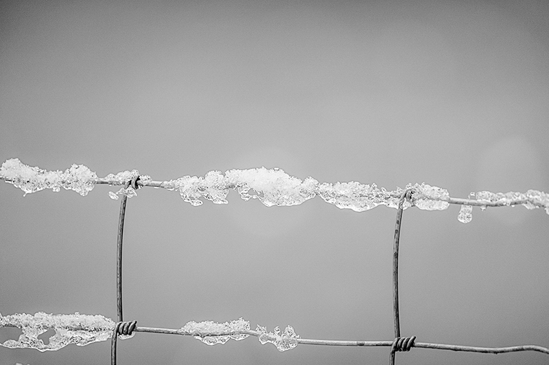 Frost taken on Sigma 100-400mm F5-6.3 DG DN OS Contemporary