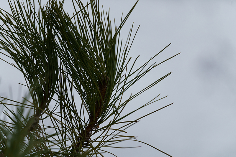 Pine needles taken on Sigma 100-400mm F5-6.3 DG DN OS Contemporary