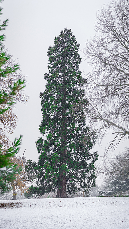 Westonbirt Arboretum taken on Sigma 100-400mm F5-6.3 DG DN OS Contemporary