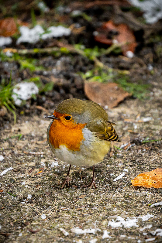 Robin taken on Tamron 50-400mm F4.5-6.3 Di III VXD