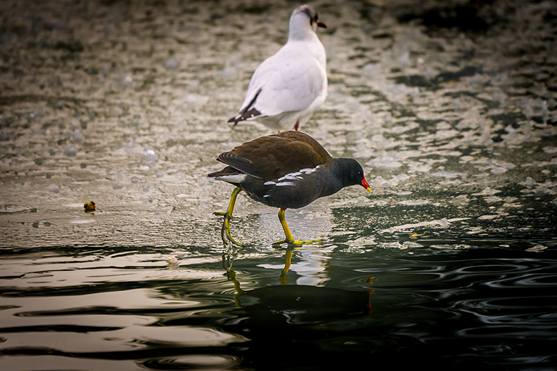 Moorhens taken on Tamron 50-400mm F4.5-6.3 Di III VXD