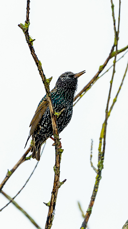 Starling taken on Tamron 50-400mm F4.5-6.3 Di III VXD