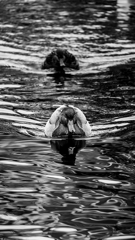 Ducks taken on Tamron 50-400mm F4.5-6.3 Di III VXD