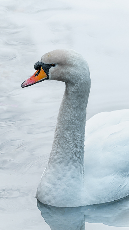 Swan taken on Sony FE 100-400mm F4.5-5.6 GM OSS