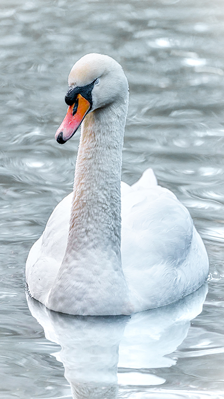 Swan taken on Sony FE 100-400mm F4.5-5.6 GM OSS