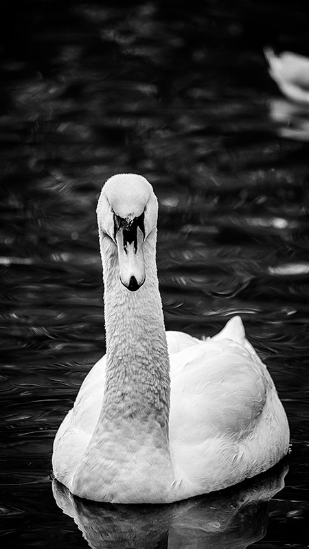 Swan taken on Sony FE 100-400mm F4.5-5.6 GM OSS