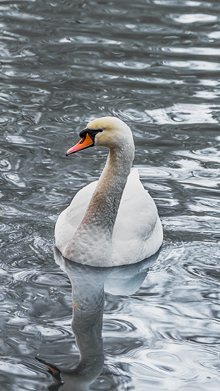 Swan taken on Sony FE 100-400mm F4.5-5.6 GM OSS