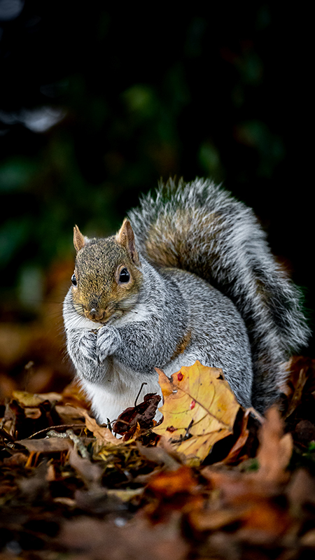 Squirrel taken on Sony FE 100-400mm F4.5-5.6 GM OSS