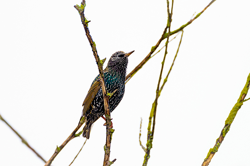 Starling taken on Sony FE 100-400mm F4.5-5.6 GM OSS