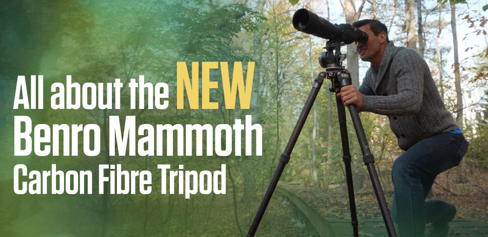 Benro Mammoth Tripod & WH15 Head Video