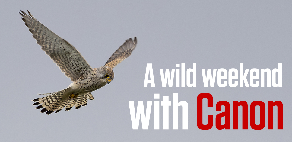 Is Canon the Ultimate Kit for Wildlife Photography?