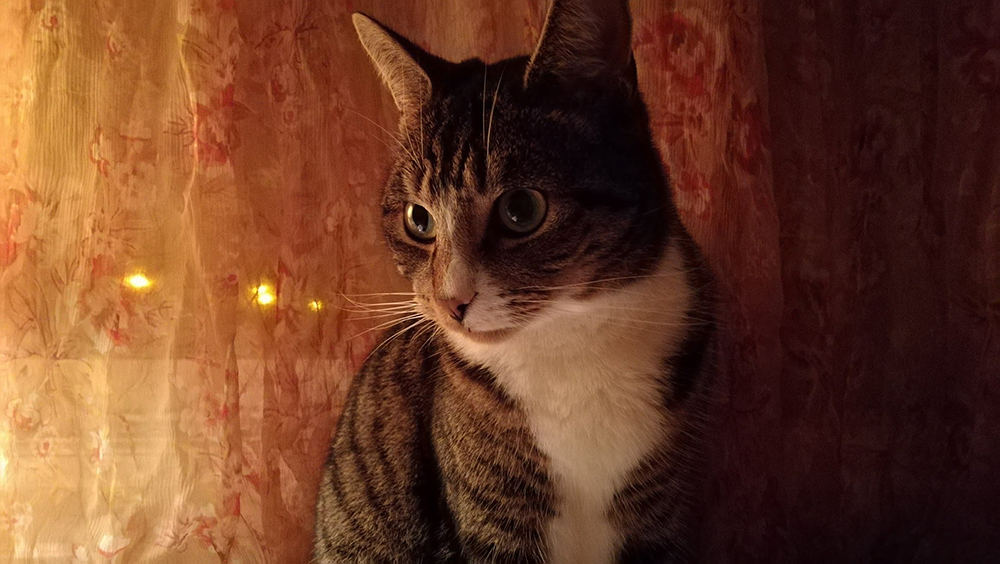 Photographing Dogs and Cats