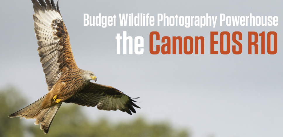 The Canon R10 a Budget Wildlife Photography Powerhouse