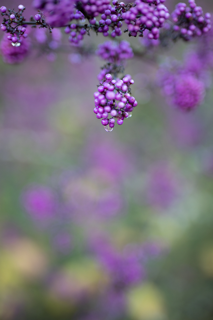 Bedgebury Pinetum Image